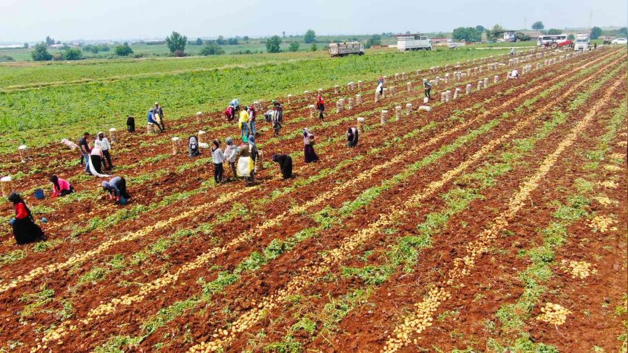 Geçen yıl tarlada 2 TL'den satılan patates bu yıl 9 TL