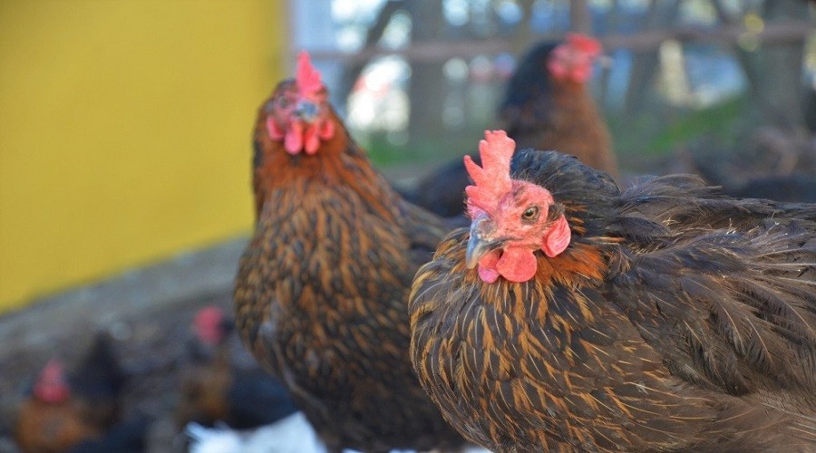 Hobi olarak ba�lad�, ayl�k 25 bin lira kazan�yor