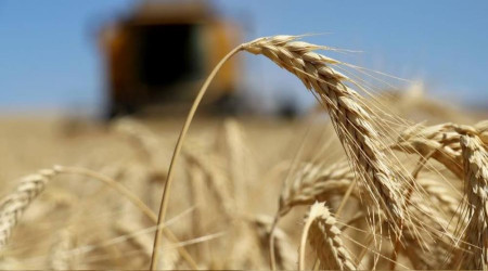 Hububatta rekolte arttı, kalite düştü