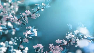 �mam Cafer ve karde�lik hukuku -1-