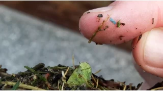 nsan beyninde biriken mikroplastik miktar her geen yl artyor