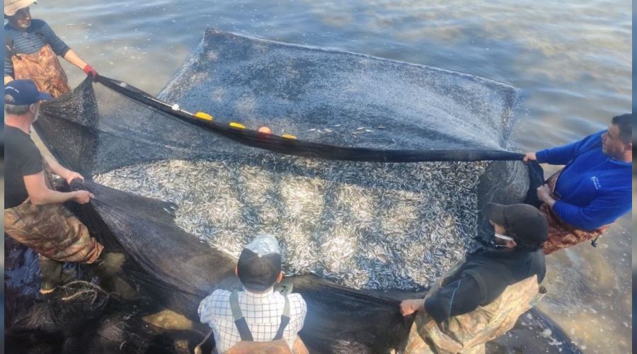 �znik G�l�'nde g�m�� bal��� rekoru