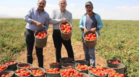 Karaman'da salçalık domates ve biber hasadı