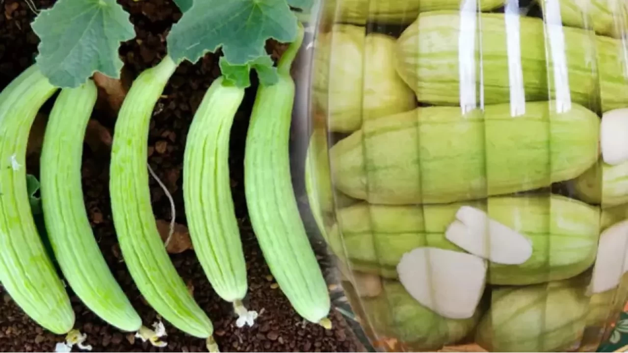 Kış sofralarının vazgeçilmezi: Acur turşusu nasıl yapılır?