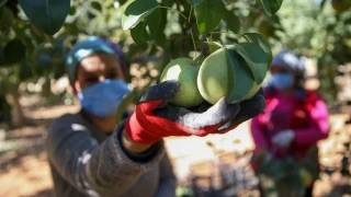 Korkuteli�nin bereketli topraklar�: Neler yeti�iyor?