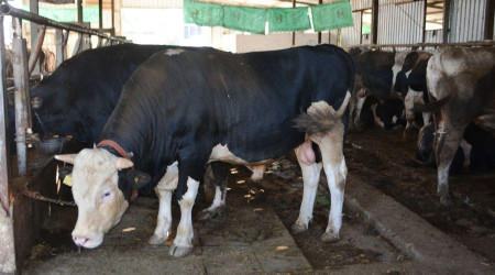 Kurbanlık seçerken dikkat edilmesi gerekenler