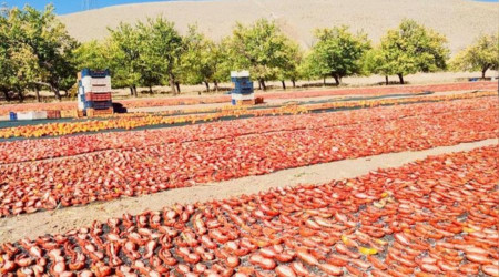 Kurutmalık domates daha da yaygınlaştırılacak