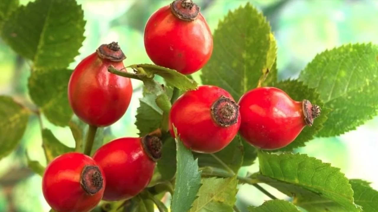Ku�burnunun faydalar�n� biliyor musunuz?