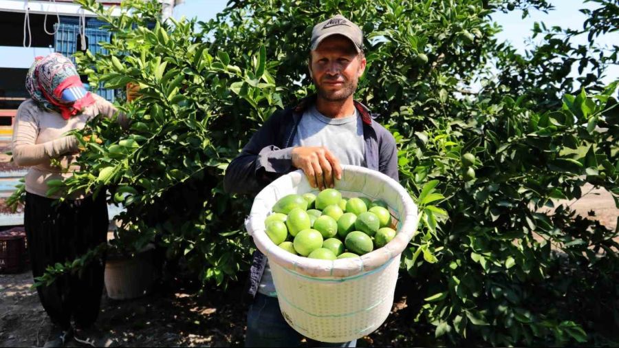 Limonda hasat başladı