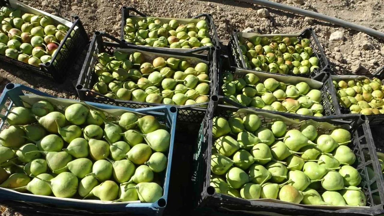Malatya'da tescilli Ak�ada� armudu hasad� ba�lad�