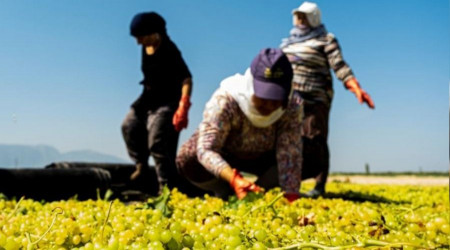 Manisa Büyükşehir'den üzüm üreticisine 100 bin sepet desteği