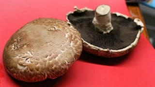 Mantar zehirlenmelerine dikkat