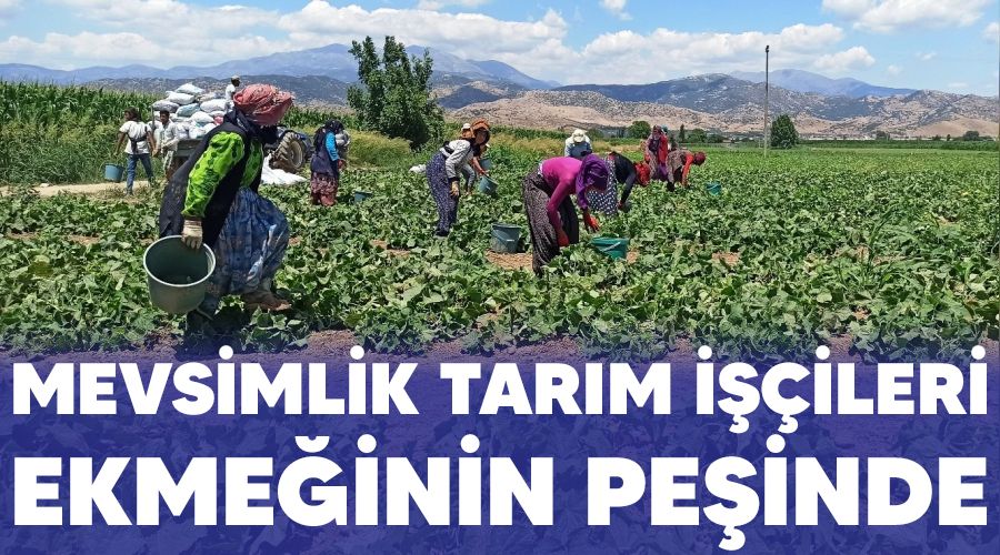 Mevsimlik tarım işçileri ekmeğinin peşinde