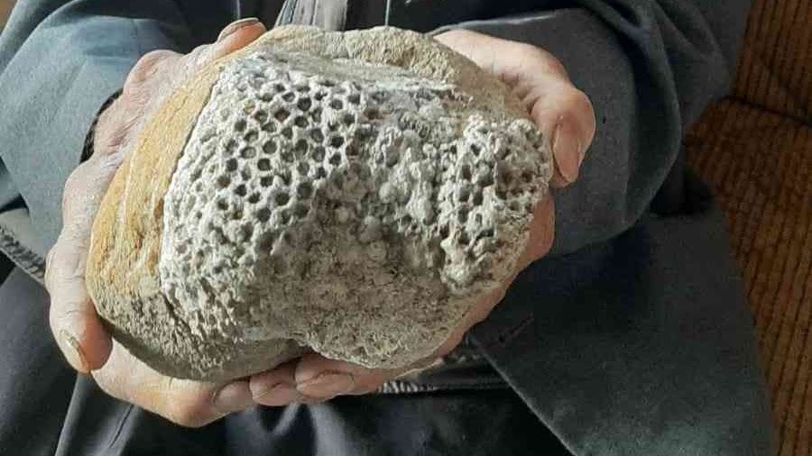 Milyonlarca y�ll�k ar� pete�i fosili buldu