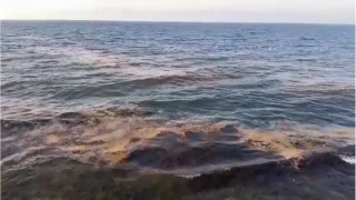 Mudanya sahilinde grlen msilaj tedirgin etti