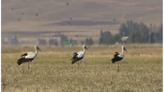 Mu Ovas'nda leylekler byk ge hazr