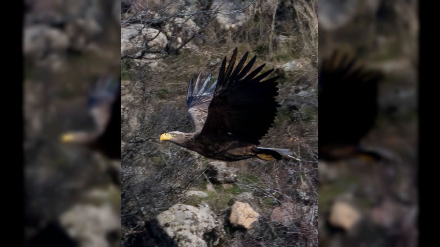 Nesli t�kenmekte olan kartal Bolu�da foto�rafland� 