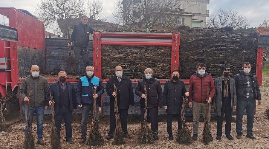 Osmaneli'nde meyve ormanları oluşmaya başladı