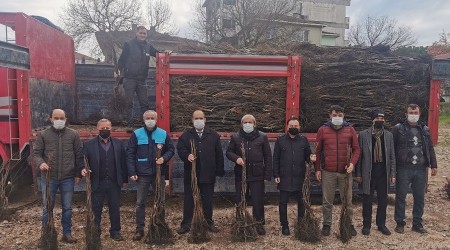 Osmaneli'nde meyve ormanları oluşmaya başladı