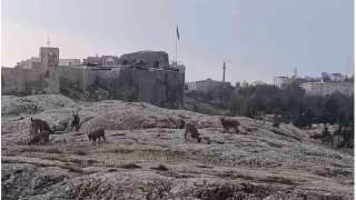 Sabah saatlerinde da keileri sr halinde ortaya kt