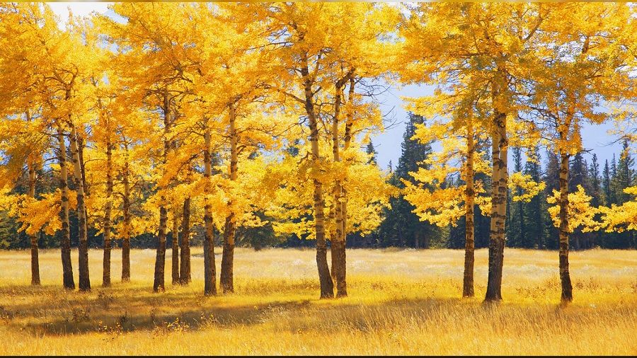 Sonbaharda alerjik egzamaya dikkat