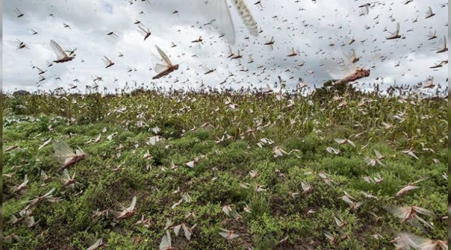Tanzanya'yı çekirge sürüleri istila etti