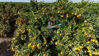 Tarım işçilerinin grevi mandalinayı dalında bıraktı
