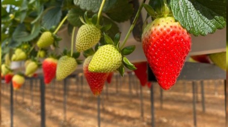 Topraksız çilek altın dönemini yaşıyor