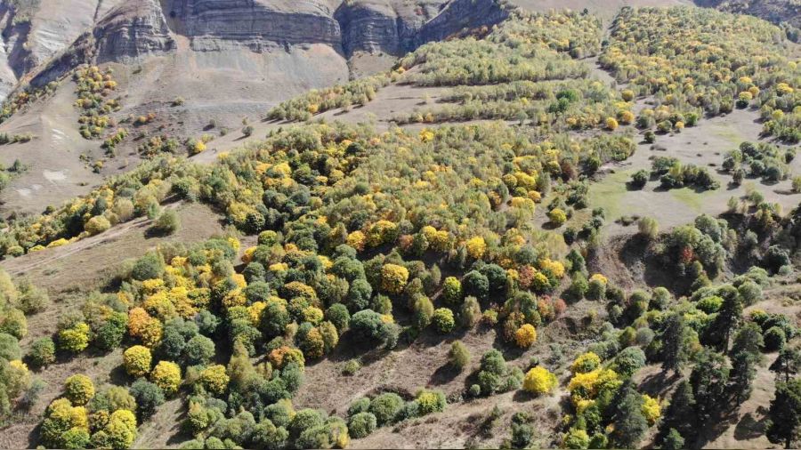 Türkiye'nin ilk ve tek yeşil balı Artvin'de