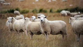 Yeni Zelanda'da kii bana ortalama 4,5 koyun dyor