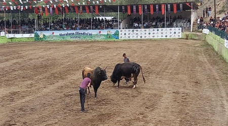 Yusufeli'ndeki son boğa güreşleri yapıldı