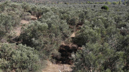 Zeytinyağı alırken aldanmayın