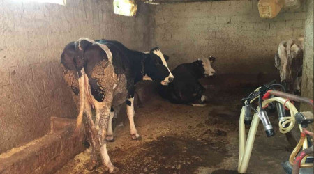 Ahıra süt sağmaya giden kız akıma kapılarak öldü