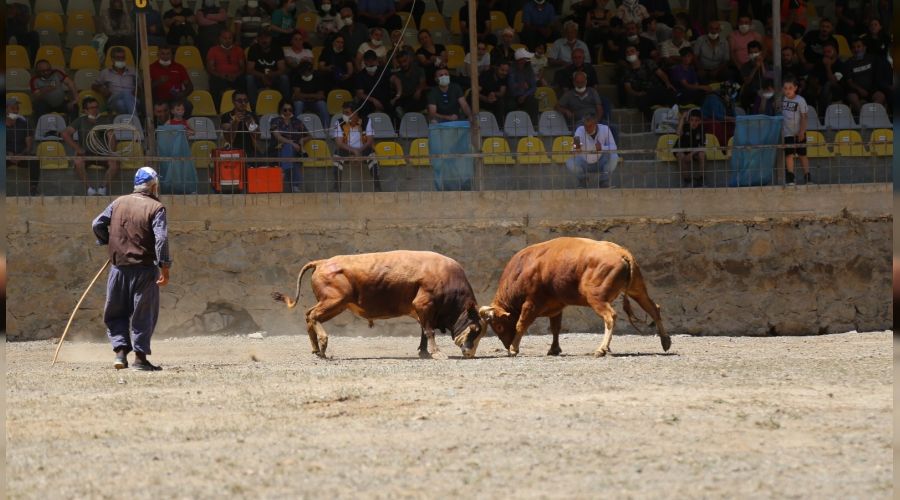 Artvin'de boğa güreşleri yeniden yapılmaya başladı