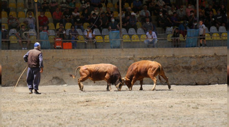 Artvin'de boğa güreşleri yeniden yapılmaya başladı