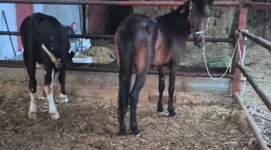 At� motosiklete ba�layarak �eken �ah�slara ceza ya�d�