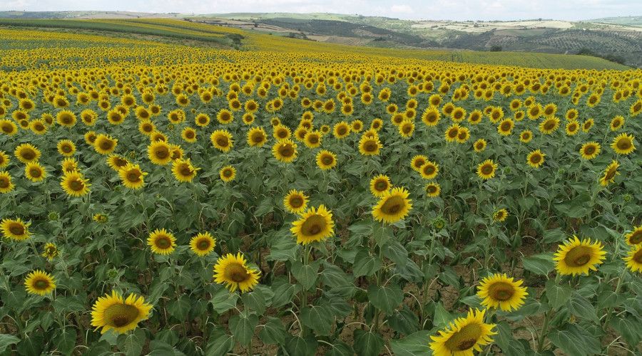 Ay�i�eklerinin a�mas�yla sar�ya boyanan tarlalar g�zel g�r�nt�ler olu�turdu