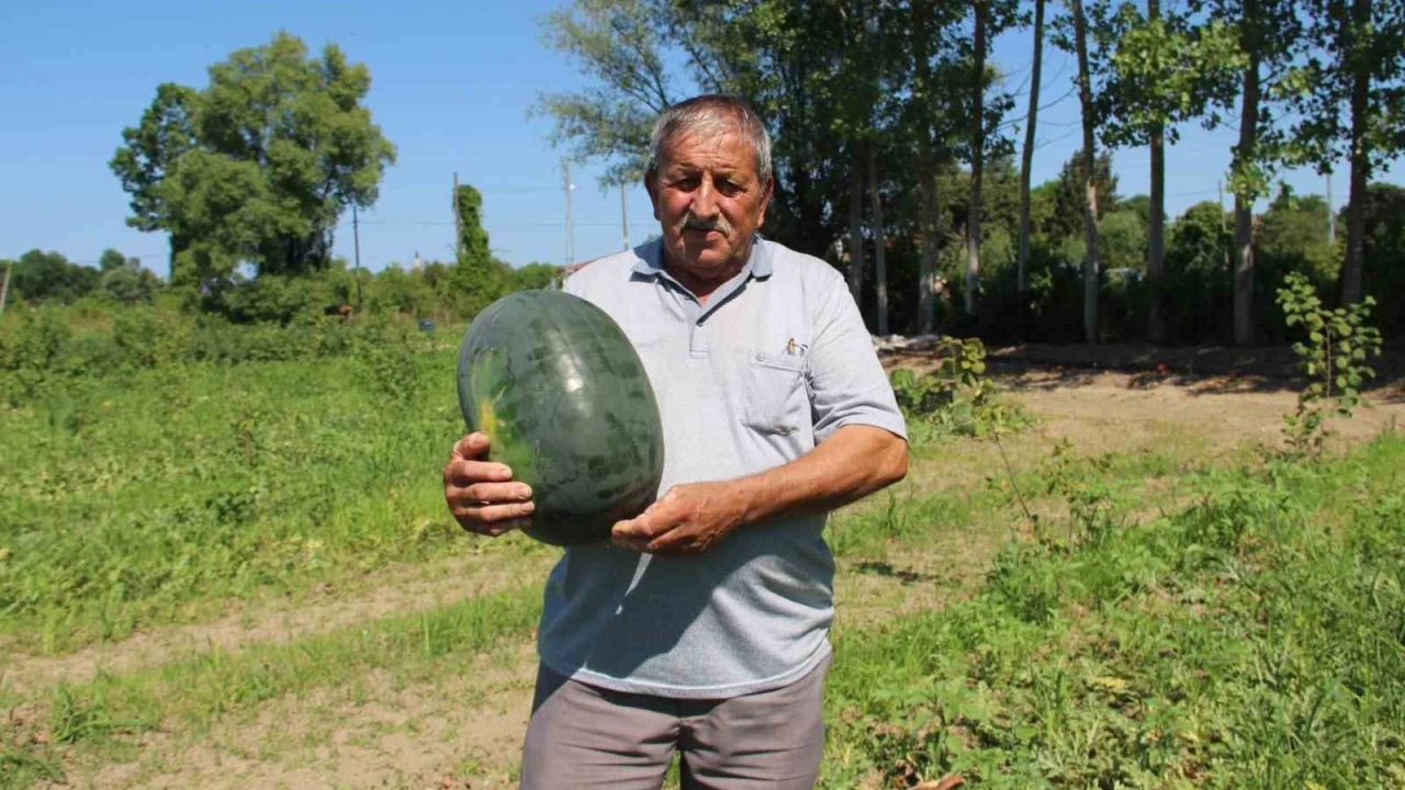 Baldan tatlı Süheyla kavunu yüz güldürdü