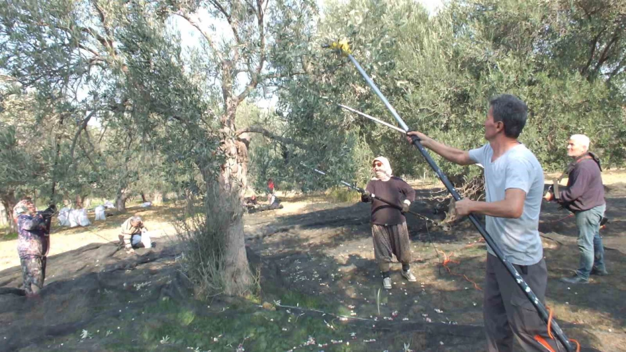 Balkesir'de makineli hasat zeytinde verimi artryor