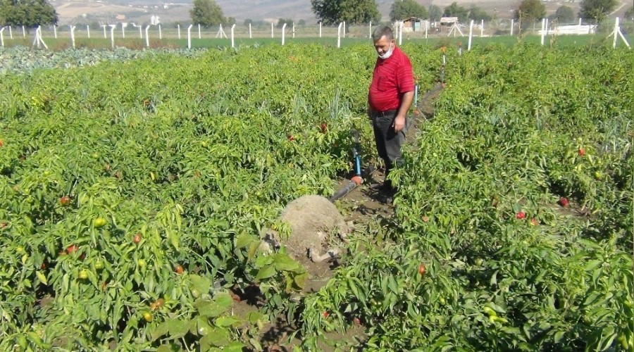 Başı boş köpekler dehşet saçtı