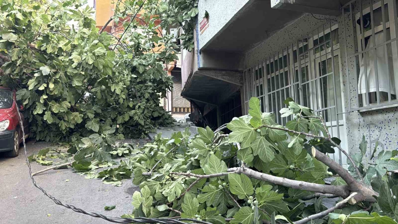 Beyoğlu'nda ağaç ve elektrik direği araçların üzerine devrildi