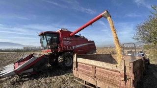 Bolu'da dane msr hasad balad