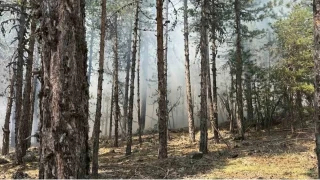 Bolu'da yldrm kaynakl kan yangnlar sndrld