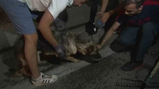 Bursa'daki yangndan etkilenen hayvanlar byle kurtarld