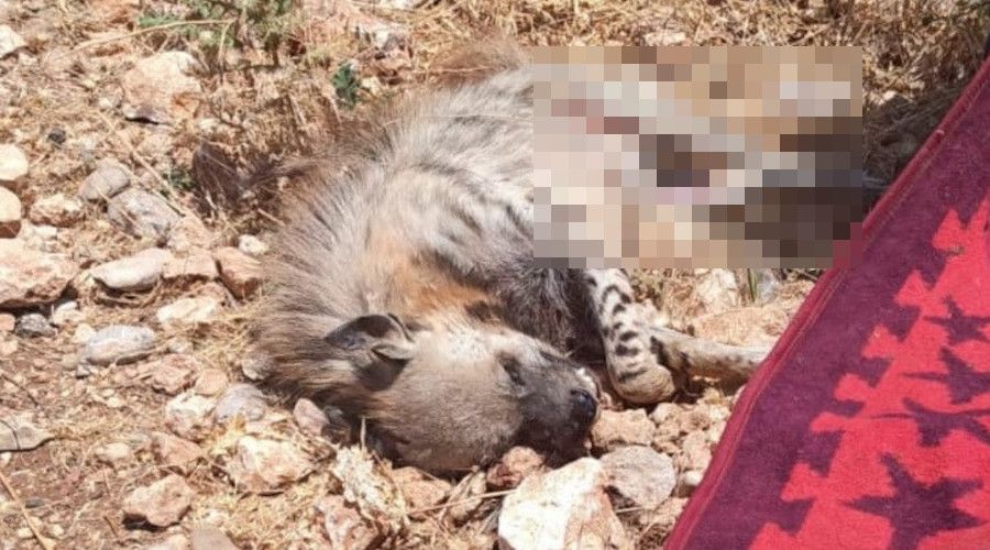 Çizgili sırtlana araç çarptı