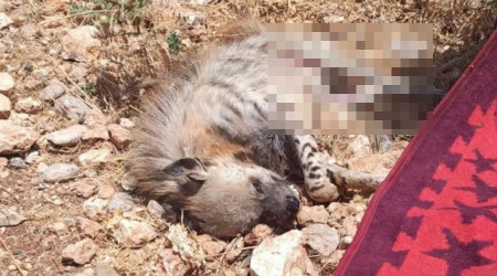 Çizgili sırtlana araç çarptı