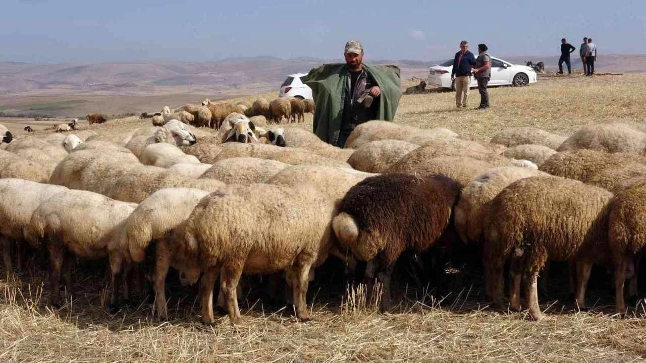 �oban sorunu ��z�m bekliyor