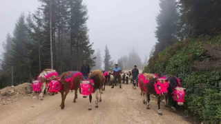 Dou Karadeniz'de yaylalardan dnler hzland