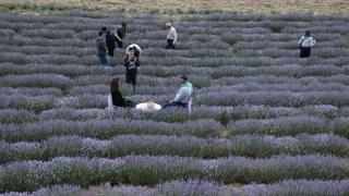 Feke tar�m�nda d�n���m