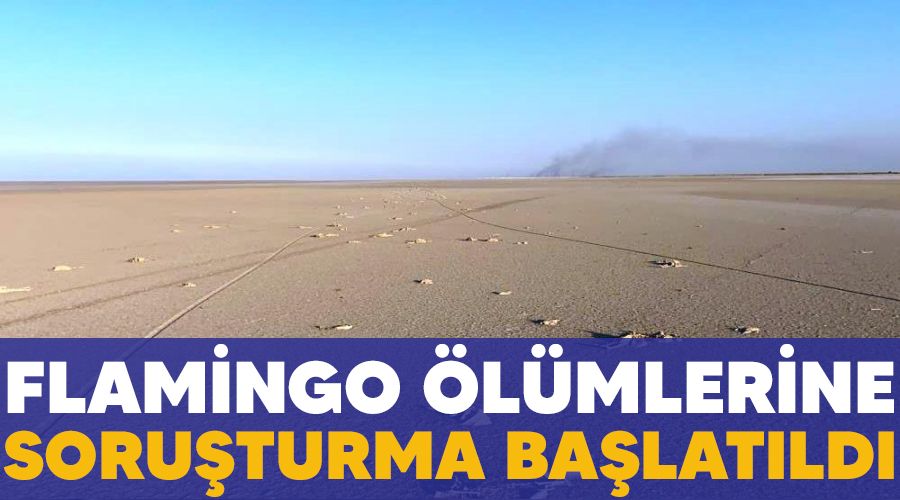 Flamingo ölümlerine soruşturma başlatıldı